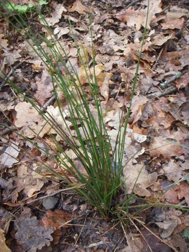 Juncus tenuis / Giunco americano